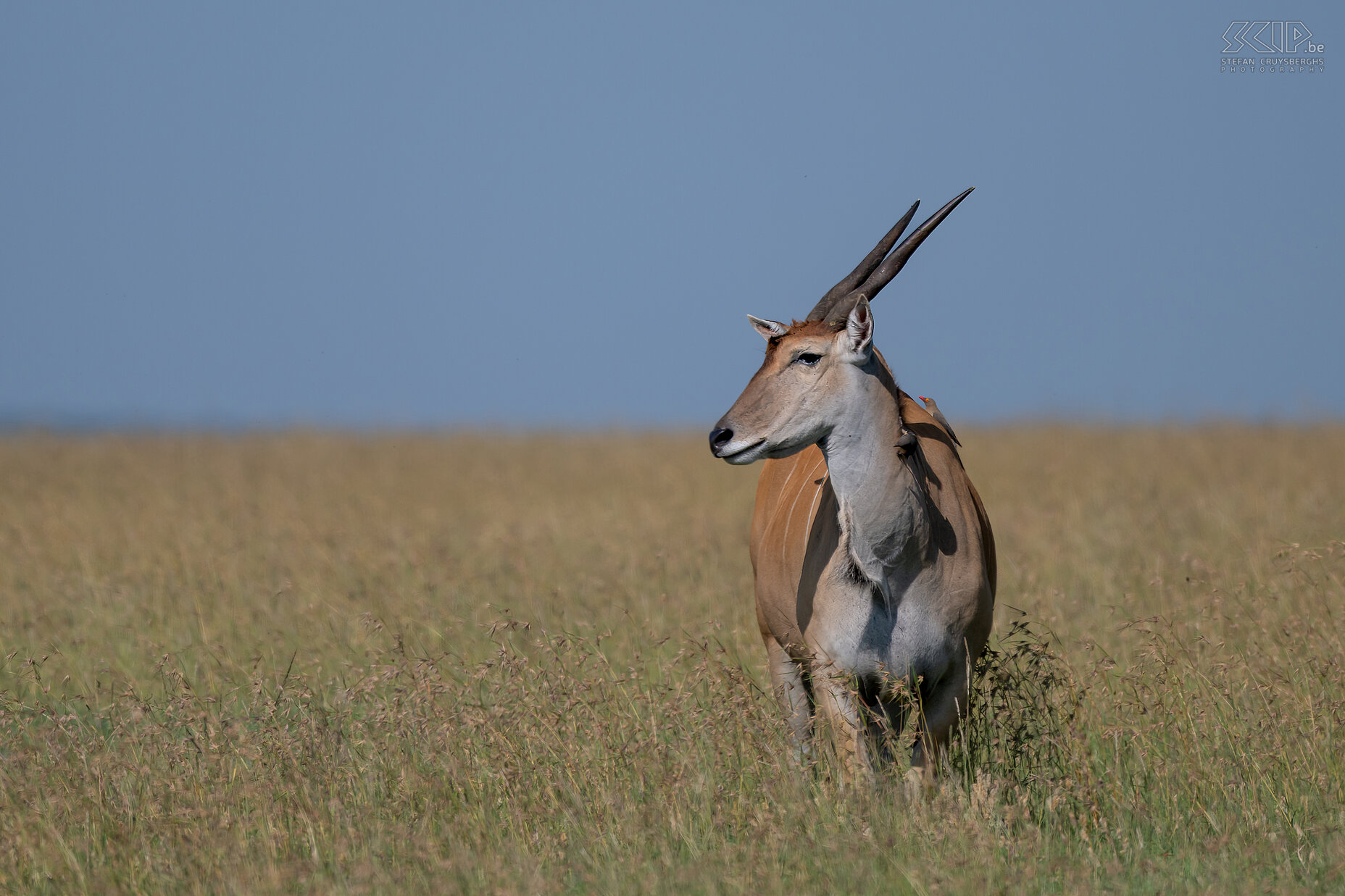 Ol Pejeta - Eland The eland is the largest antelope species in Africa. Both sexes have a cervical lobe and they weigh between 400kg and even 900kg for the males. Males typically lead solitary lives. While elands may seem large, heavy, and bulky, they are capable of jumping up to 2m high. Stefan Cruysberghs